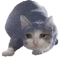 cat wiggle Slack emoji