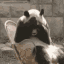 sad panda meme Slack emoji