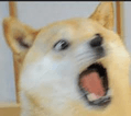 suprised doge Slack emoji