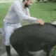 pig ride Slack emoji