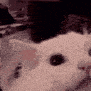 cat scream Slack emoji