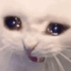cat cry Slack emoji