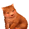 party wombat Slack emoji