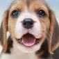 lil beagle Slack emoji