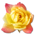yellow rose Slack emoji