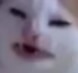 ew cat Slack emoji