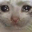 cute pink owl quiz Slack emoji