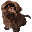 fluffy dog head tilt Slack emoji