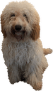 tomsdog Slack emoji