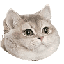 breathing intensifies cat Slack emoji