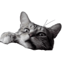 its tigre Slack emoji