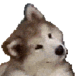 confused dog Slack emoji