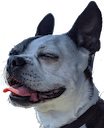 happy lucy boston Slack emoji