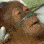 dying orangutan Slack emoji