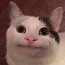 beluga cat Slack emoji