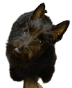 scottie Slack emoji