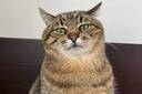 cattt Slack emoji