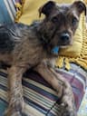 river pup Slack emoji