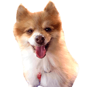 pomeranian Slack emoji