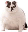 chonk 1 Slack emoji