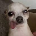 chihuahua Slack emoji