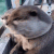 otter gasp Slack emoji