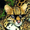 ocelot Slack emoji