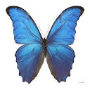 butterfly Slack emoji