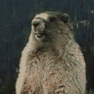 beaver scream Slack emoji