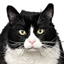 feed me right meow Slack emoji