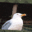 demon gull scream Slack emoji