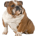bulldog Slack emoji