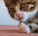 shock cat Slack emoji