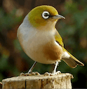 silvereye Slack emoji