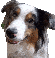 confused doggo Slack emoji