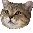 simba cat jam Slack emoji