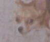 dogcrucial Slack emoji