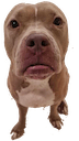ivythepittie Slack emoji