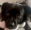 puppydogeyes Slack emoji