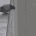 pigeon jumps off Slack emoji