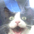 excited cat Slack emoji