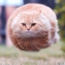 hoverkitty Slack emoji