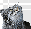 pallascat Slack emoji