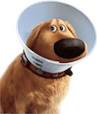cone of shame2 Slack emoji