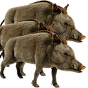 30 50 feral hogs Slack emoji