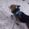 corgi walk Slack emoji