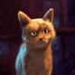 ooh cat Slack emoji