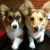 corgi walk Slack emoji
