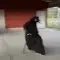 black dog sit Slack emoji