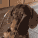 lookingdoggo Slack emoji